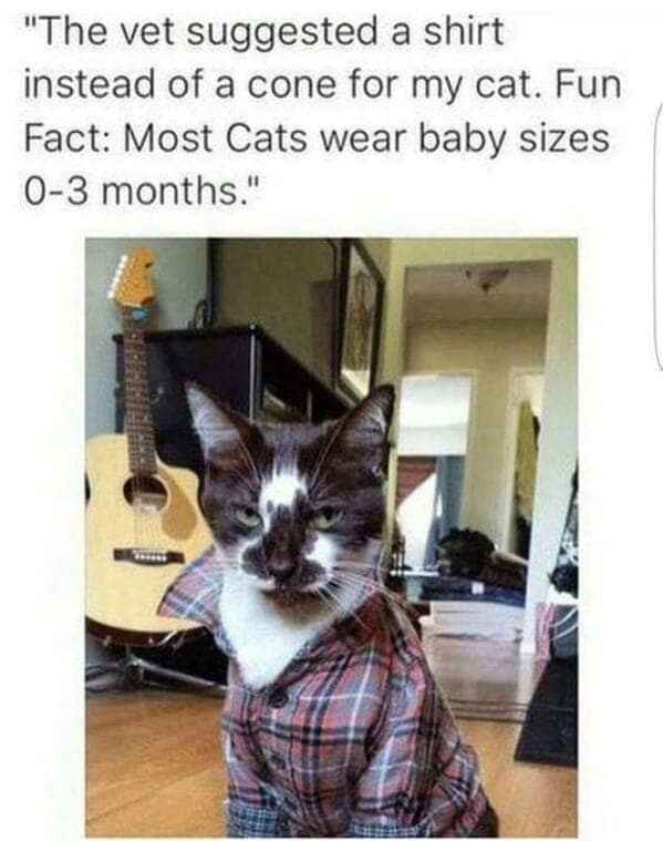 animal memes, wildlife humor