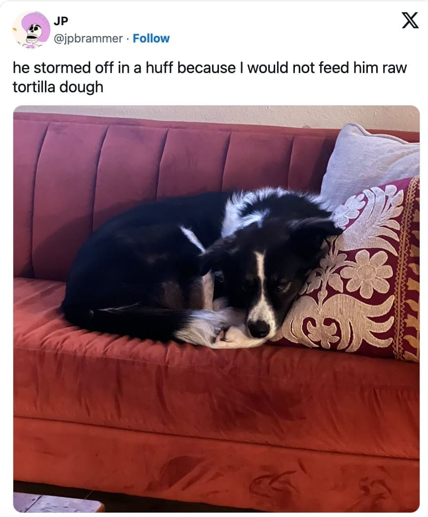 animal memes, wildlife humor