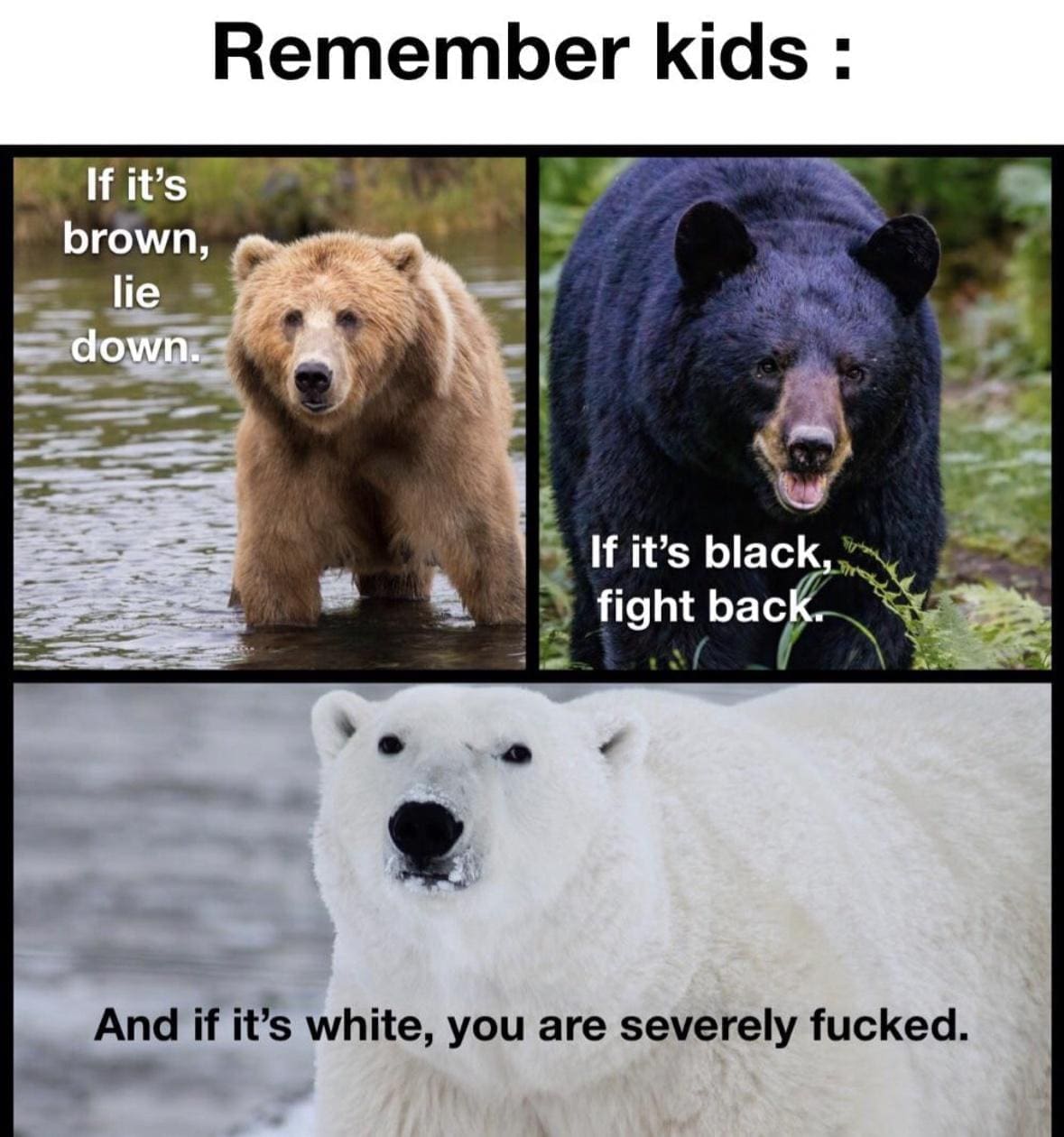 Bear memes Remember kids : If it's brown, lie down. If it's black, fight back. And if it's white, you are severely fd