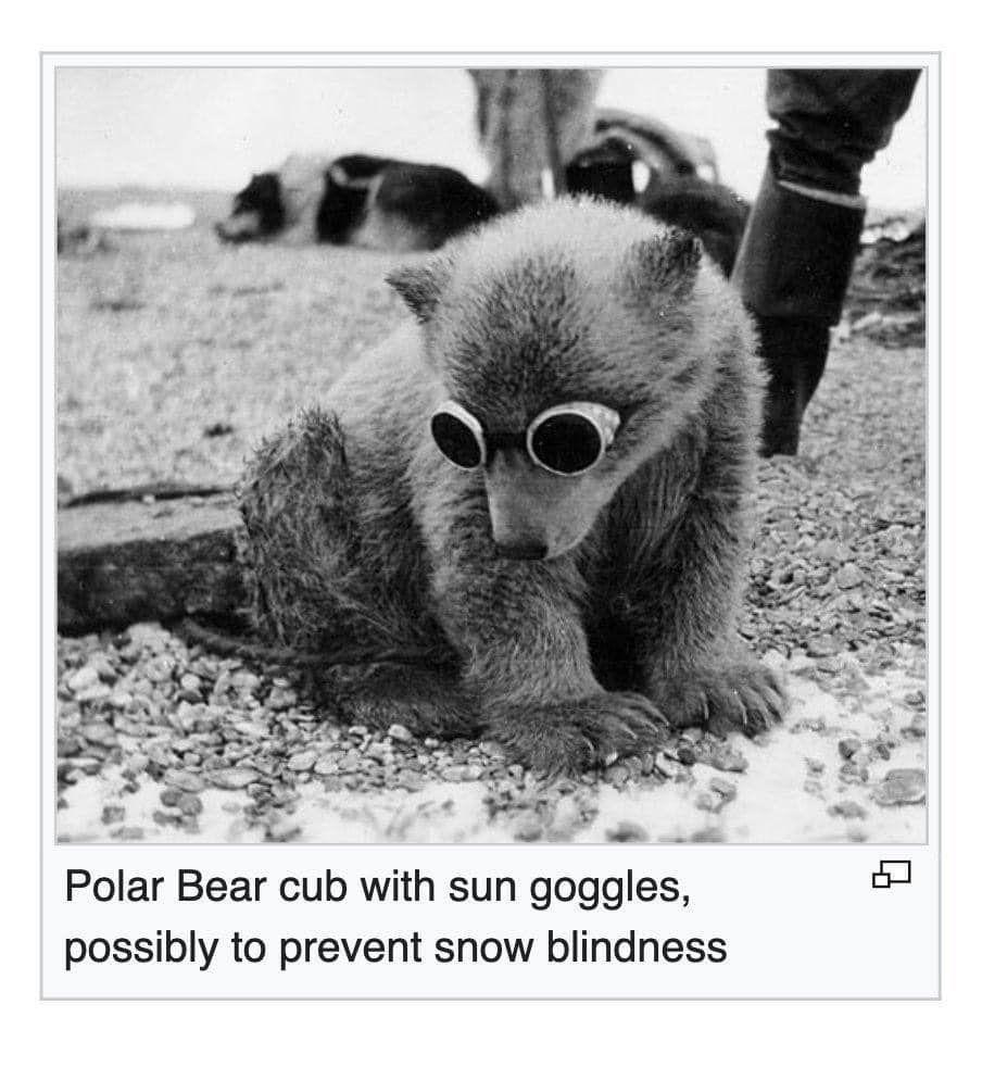 Bear memes Polar Bear cub with sun goggles, possibly to prevent snow blindness