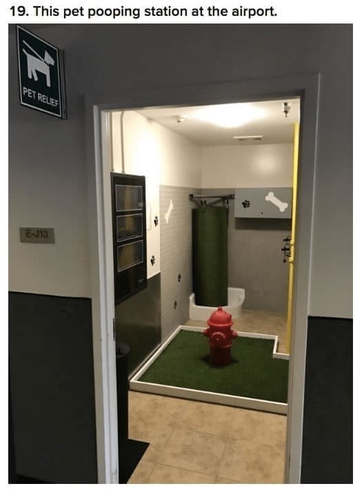 Best Design Ideas dog relief centre