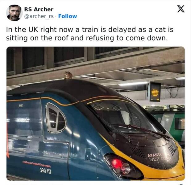 British humor In the UK right now a train is delayed as a cat is sitting on the roof and refusing to come down.