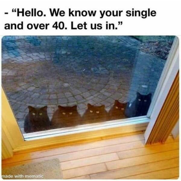Cat Memes "Hello. We know your single and over 40. Let us in."