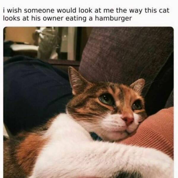 Cat Memes i wish someone would look at me the way this cat looks at his owner eating a hamburger