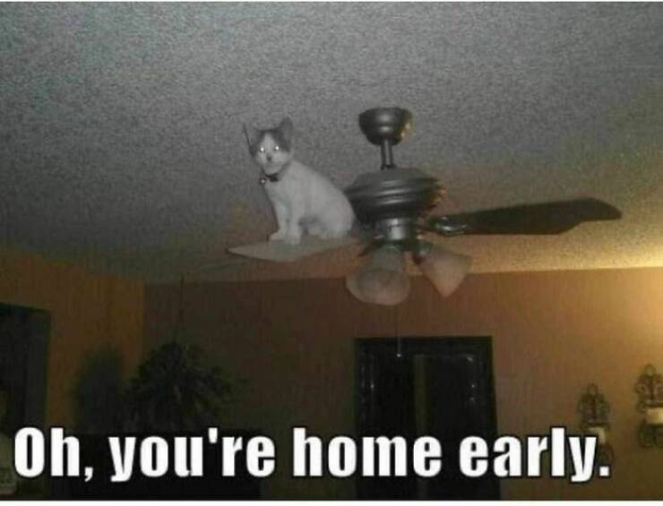 Cat Memes Oh, you're home early.