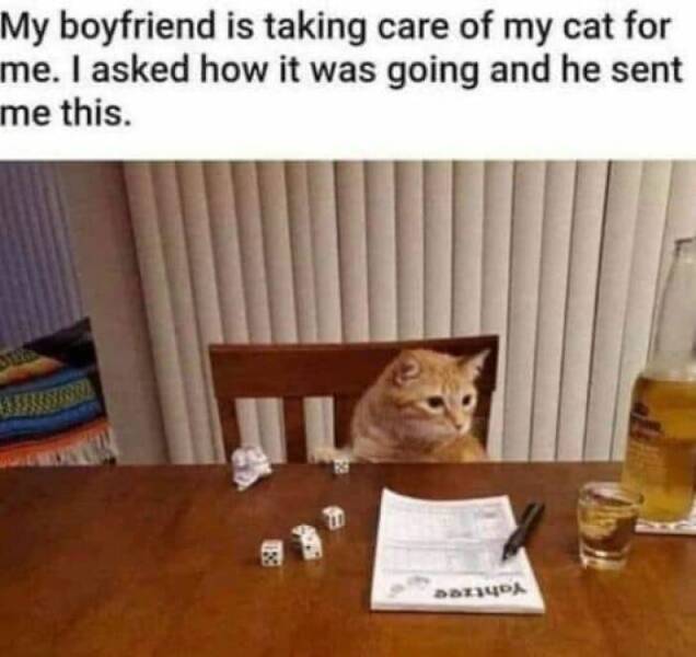 Cat Memes My boyfriend is taking care of my cat for me. I asked how it was going and he sent me this.