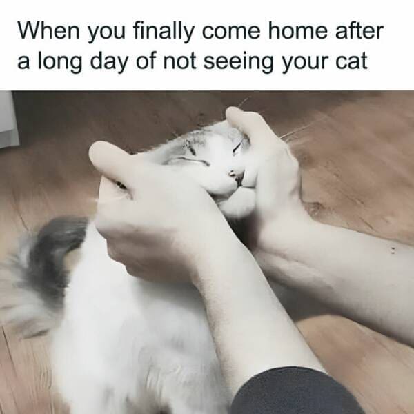 Cat Memes When you finally come home after a long day of not seeing your cat