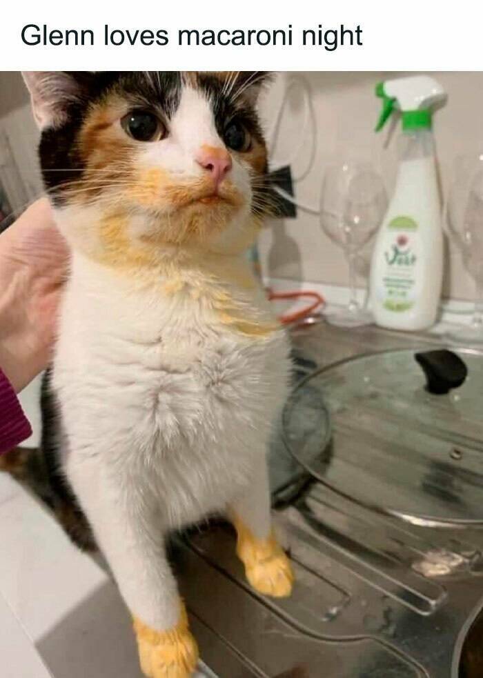 Cat Memes Glenn loves macaroni night