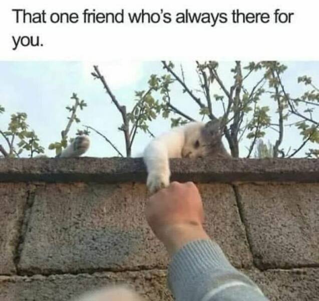 Cat Memes That one friend who's always there for you.