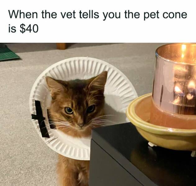 Cat Memes When the vet tells you the pet cone is $40
