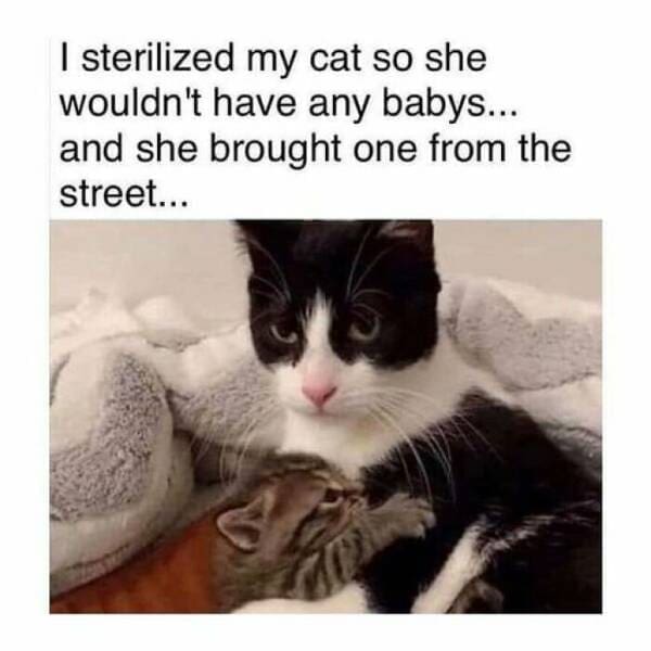 Cat Memes I sterilized my cat so she wouldn't have any babys... and she brought one from the street...