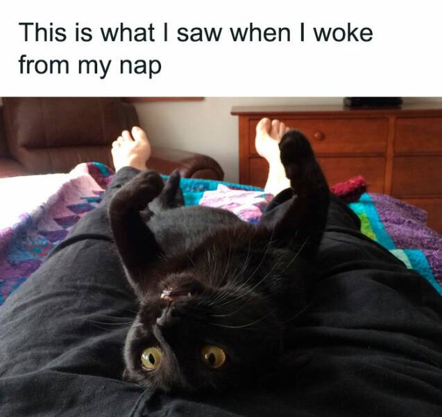 Cat Memes This is what I saw when I woke trom my nap