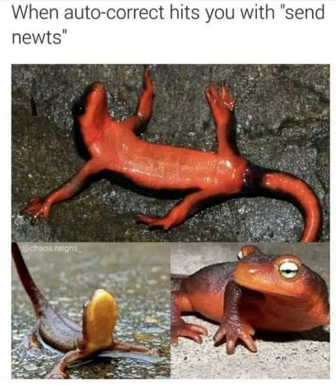 classic memes, vintage humor