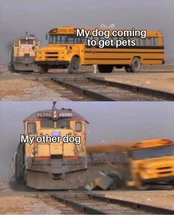 dog memes, funny dog jokes