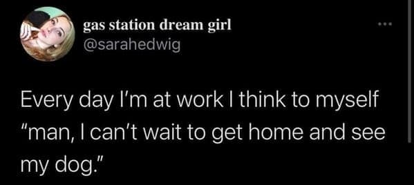 dog memes, funny dog jokes