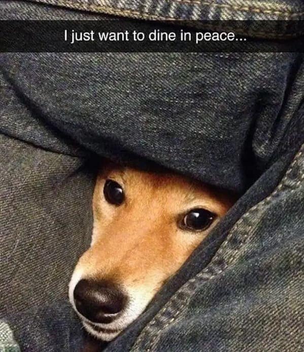 dog memes, funny dog jokes