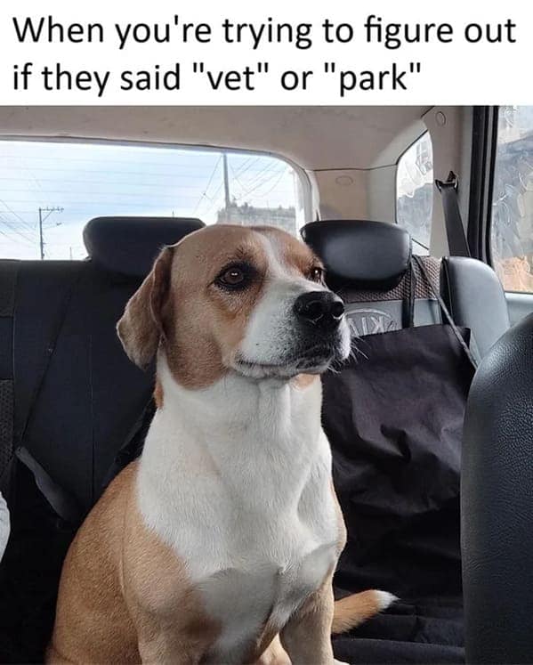 dog memes, funny dog jokes