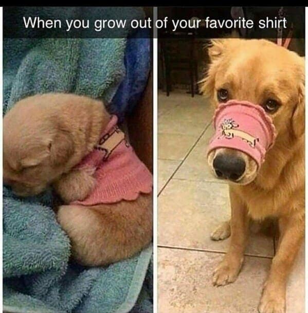 dog memes, funny dog jokes