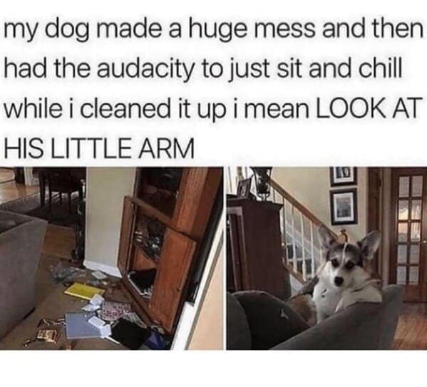 dog memes, funny dog jokes