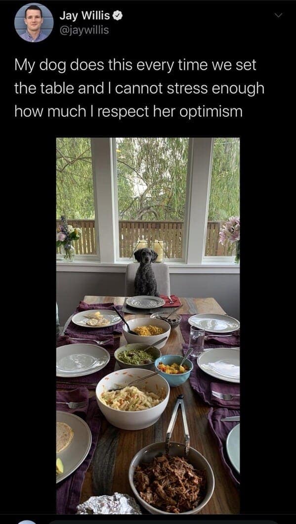 dog memes, funny dog jokes