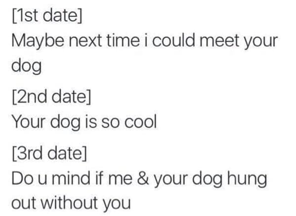 dog memes, funny dog jokes