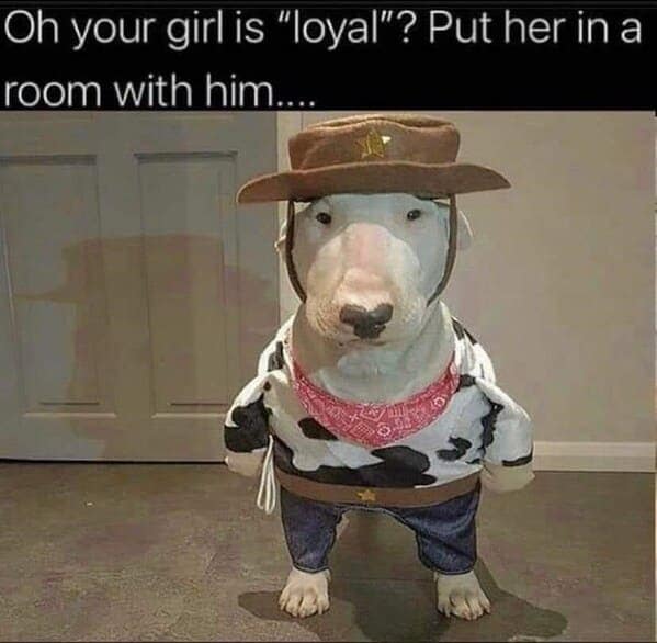 dog memes, funny dog jokes