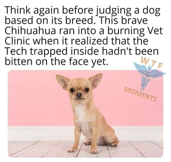 dog memes, funny dog jokes