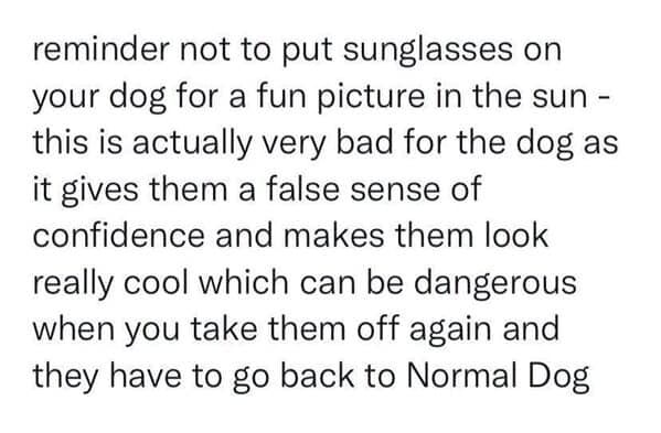 dog memes, funny dog jokes