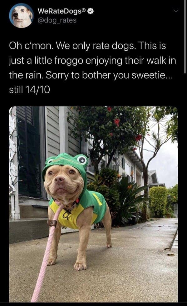 dog memes, funny dog jokes