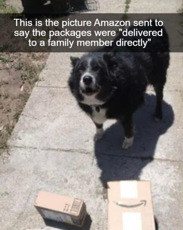 dog memes, funny dog jokes