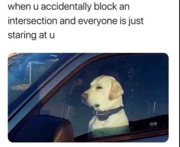 dog memes, funny dog jokes