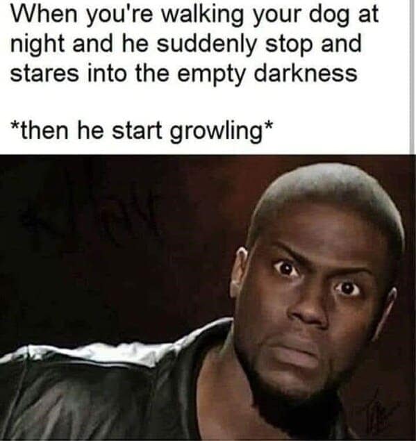 dog memes, funny dog jokes