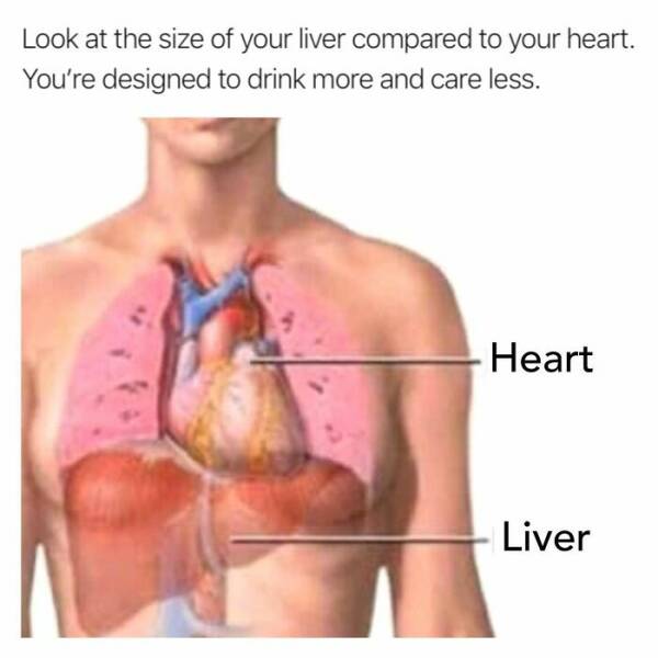 funny memes Look at the size of your liver compared to your heart. You're designed to drink more and care less. Heart Liver