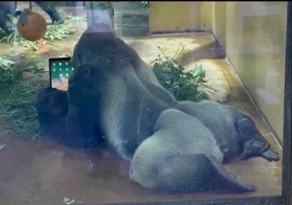funny memes gorilla with cheeks watching iPad