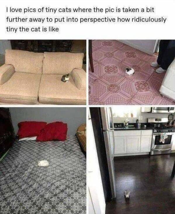 funny memes I love pics of tiny cats where the pic is taken a bit further away to put into perspective how ridiculously tiny the cat is like