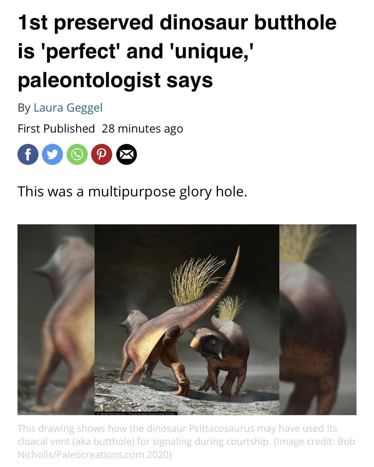 funny memes 1st preserved dinosaur butthole is 'perfect' and 'unique,' paleontologist says