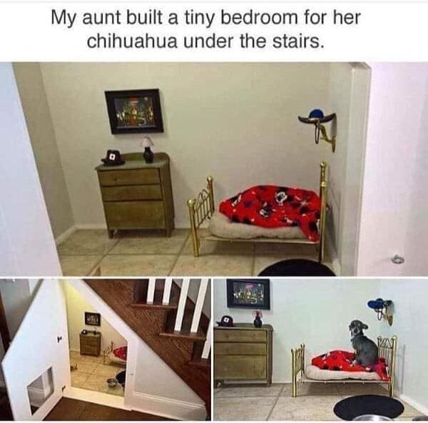 funny memes My aunt built a tiny bedroom for her chihuahua under the stairs.