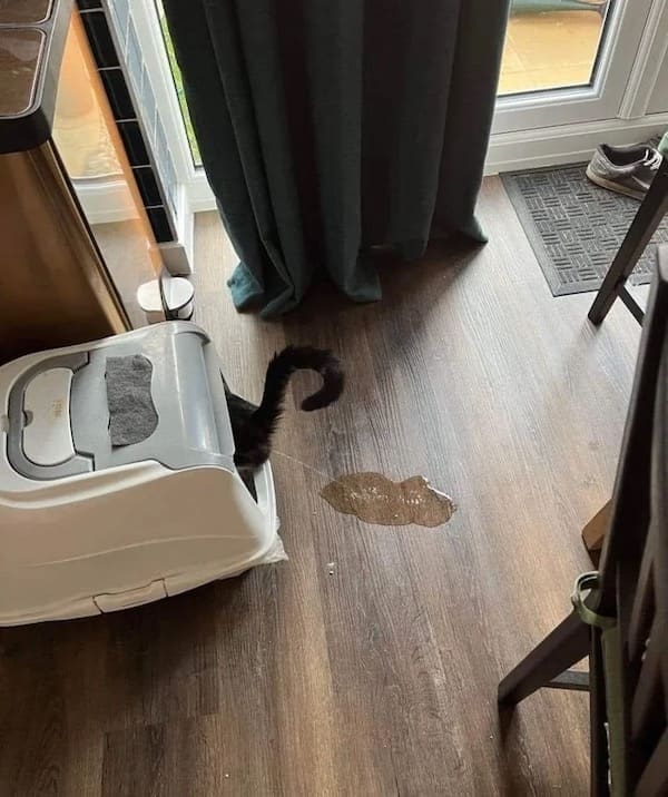 Funny memes cat peeing outside of litter box