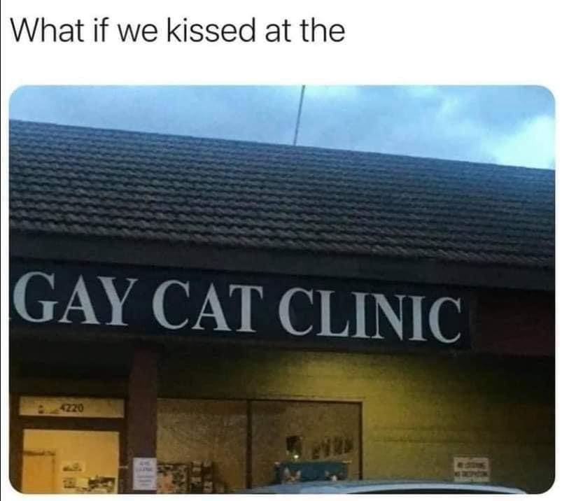 funny memes What if we kissed at the GAY CAT CLINIC