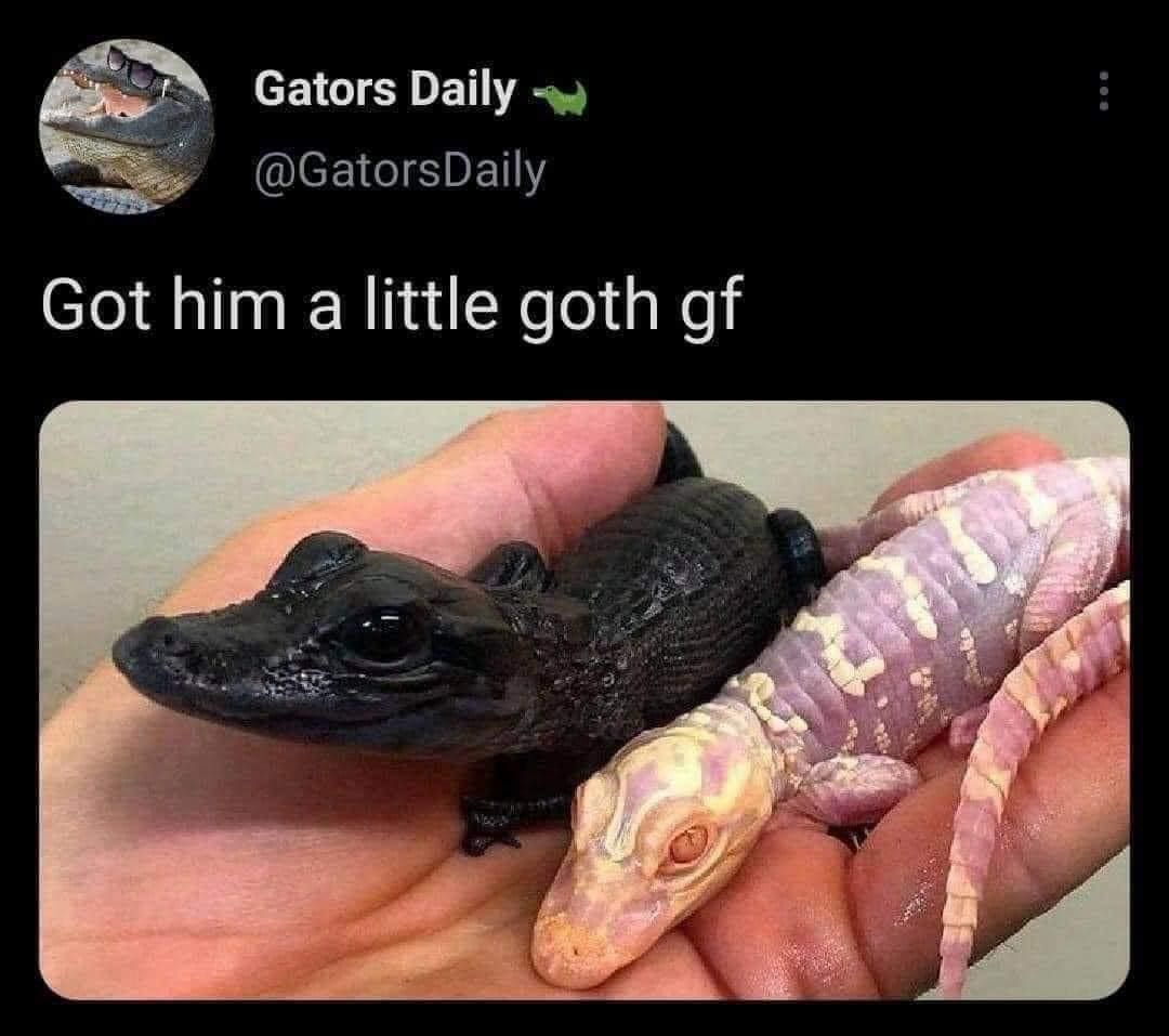 funny pics Got him a little goth gf gator