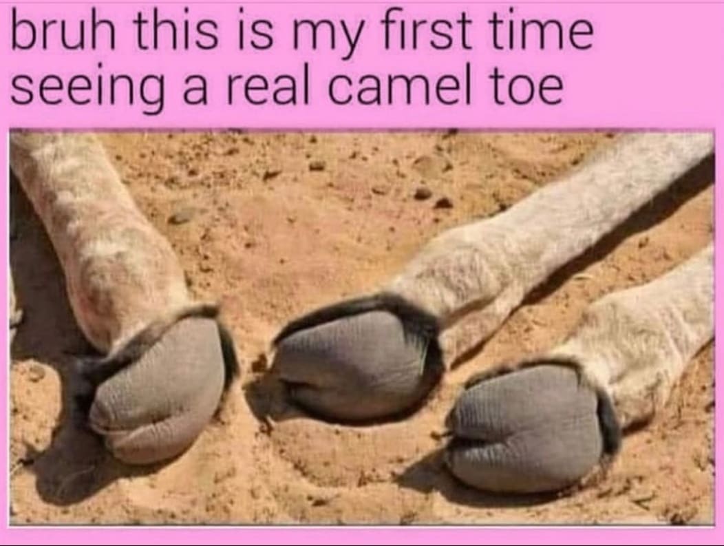 funny memes bruh this is my first time seeing a real camel toe