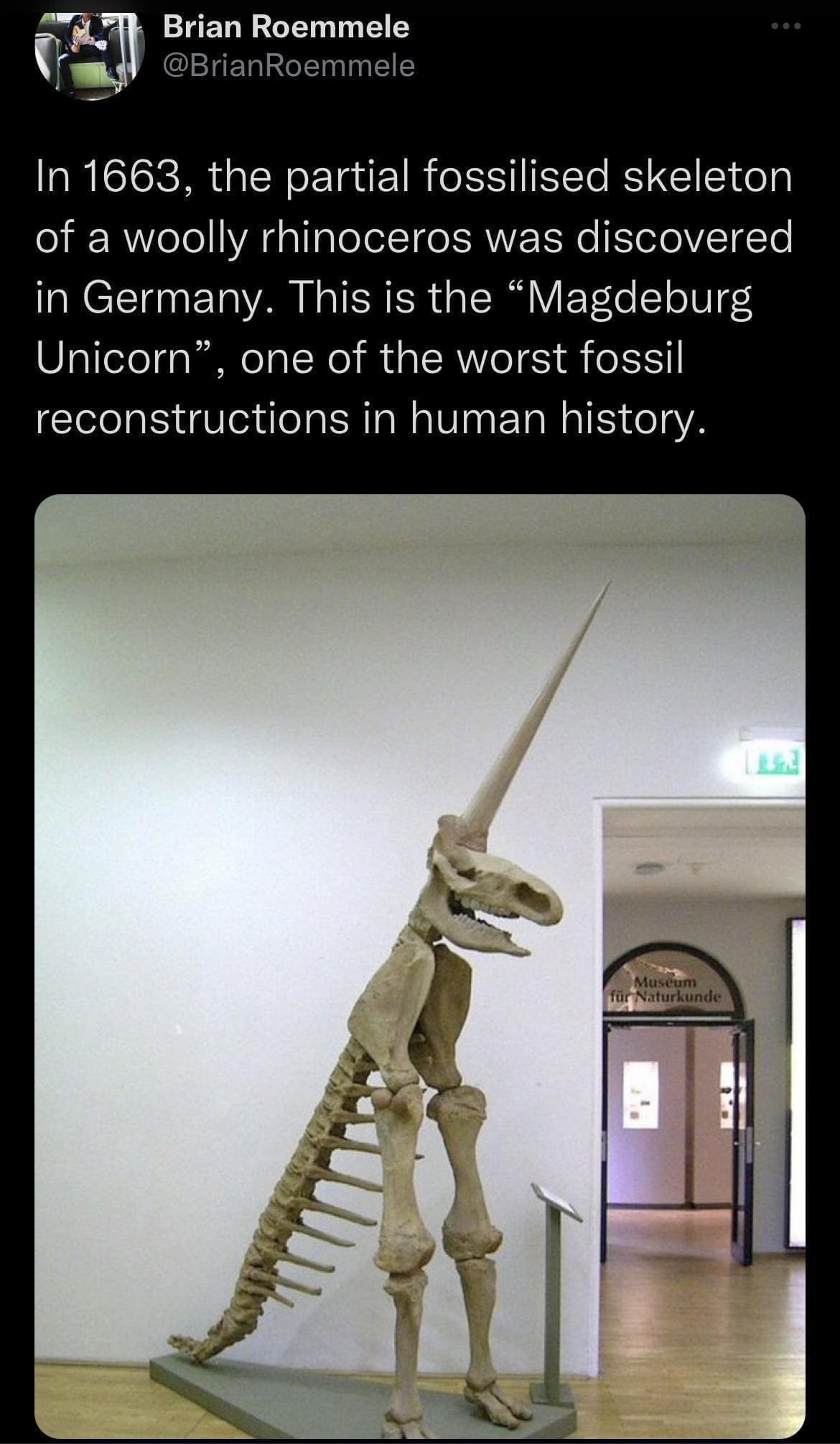 funny pics @BrianRoemmele In 1663, the partial fossilised skeleton of a woolly rhinoceros was discovered in Germany. This is the "Magdeburg Unicorn", one of the worst fossil reconstructions in human history.