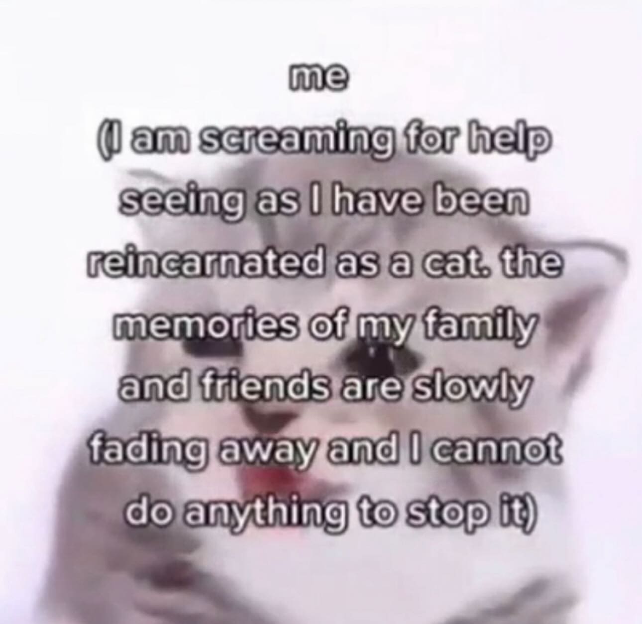funny pics me I am screaming for help seeing as i have been reincarnated as a cat. the memories of my family and friends are slowly fading away and i cannot do anything to stop it)
