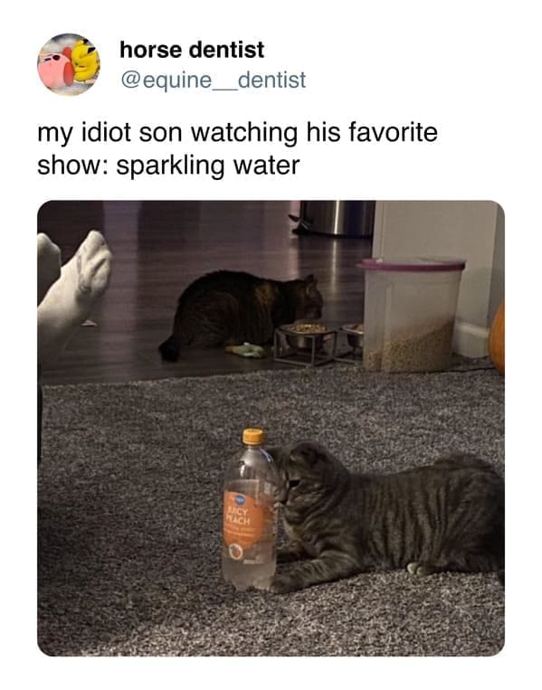 funny pics cat my idiot son watching his favorite show: sparkling water
