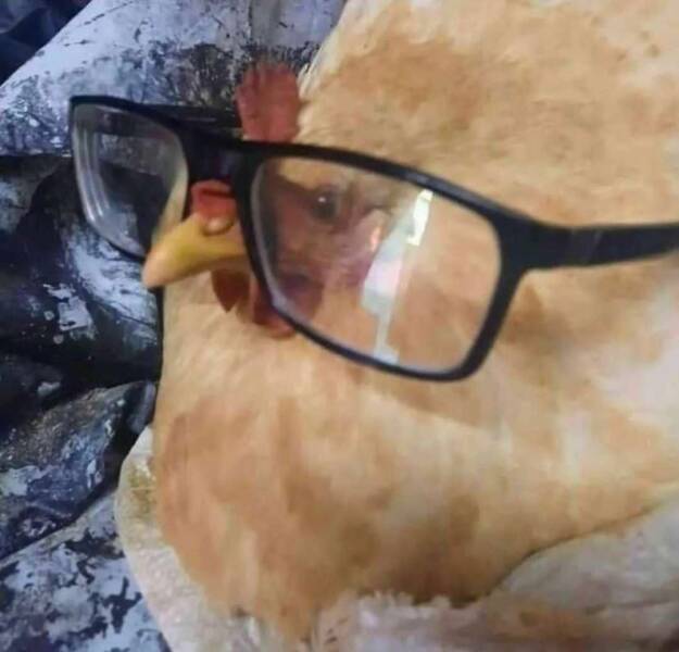 funny pics chicken wearing glasses