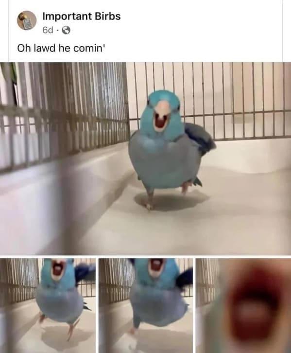 funny pics Oh lawd he comin'