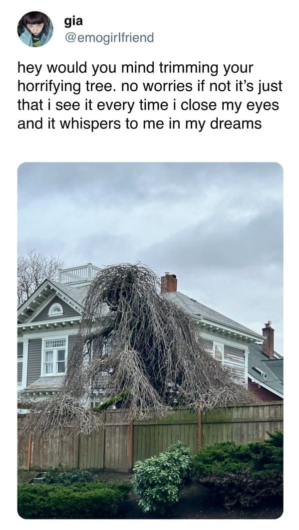 funny pics @emogirlfriend hey would you mind trimming your horrifying tree. no worries if not it's just that i see it every time i close my eyes and it whispers to me in my dreams