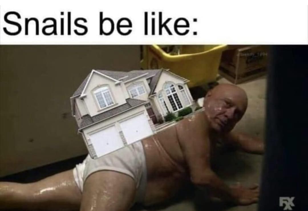 funny pics Snails be like: