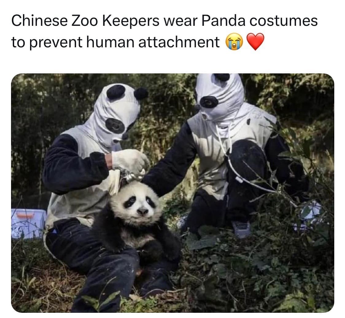 funny pics Chinese Zoo Keepers wear Panda costumes to prevent human attachment
