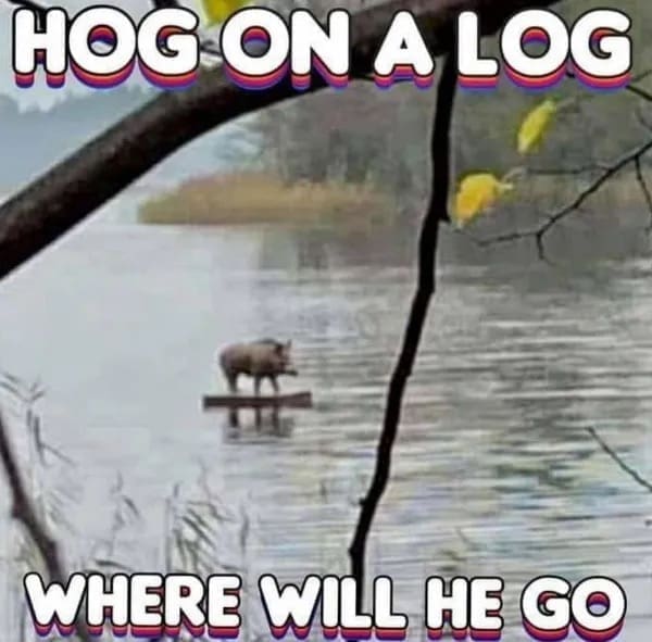 funny pics HOG ON A LOG WHERE WILL HE GO